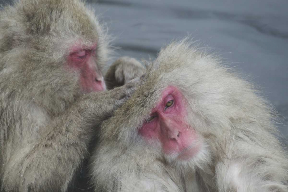 Japan Snow monkey grooms another in a hot spring